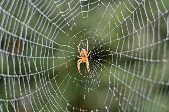 Spider Pest Control Services in Kilpauk